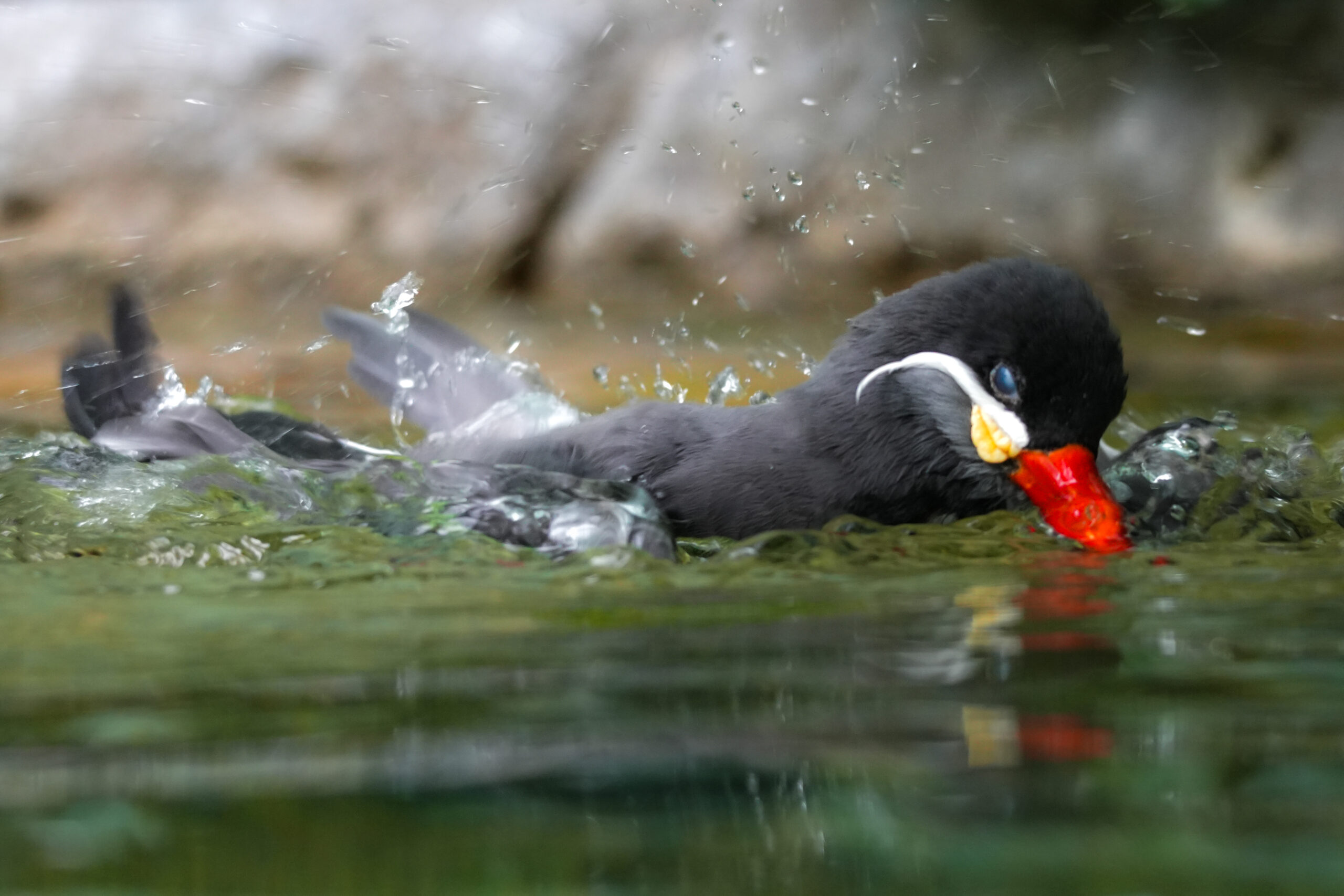 Inca Tern-2