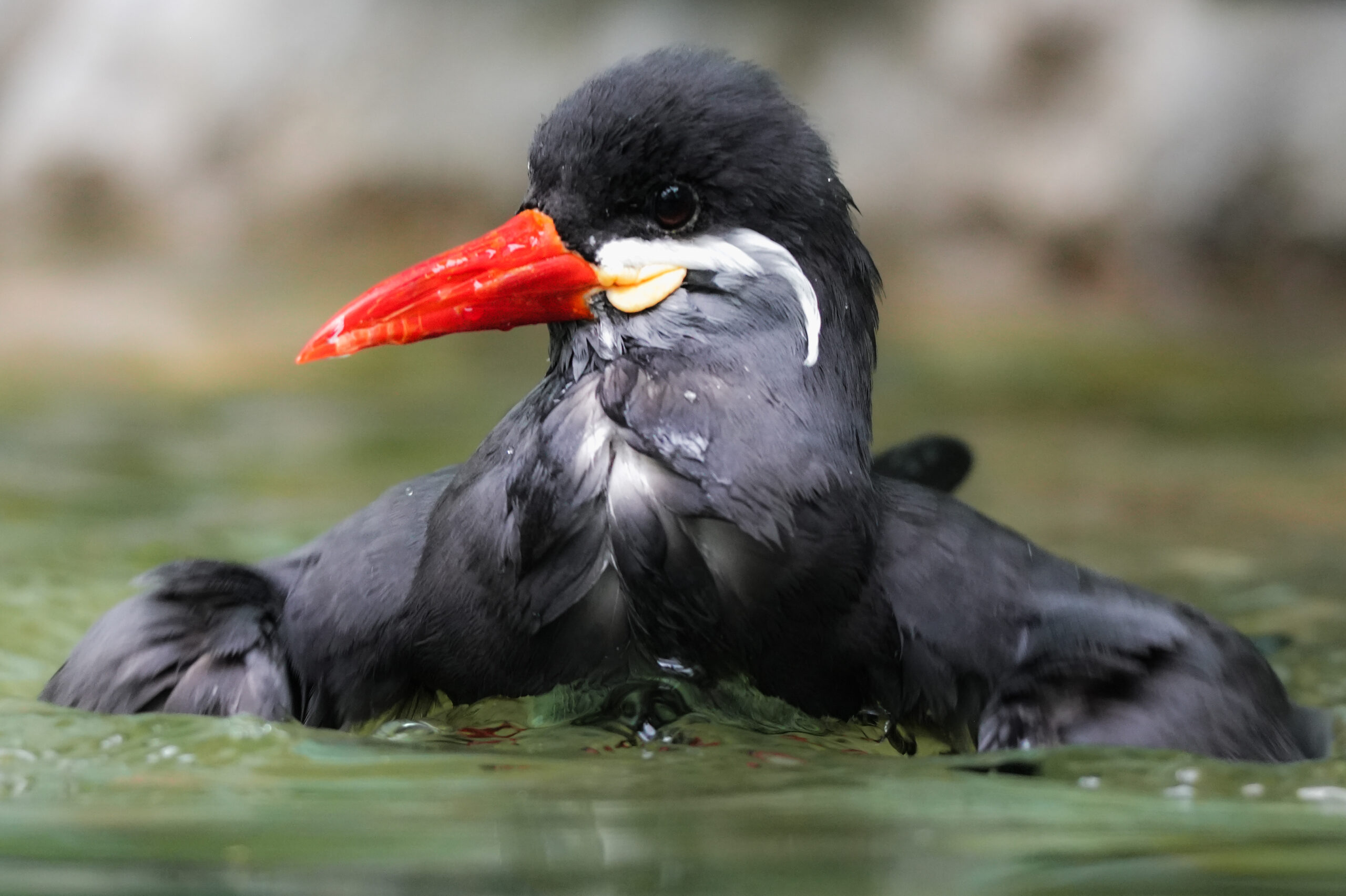 Inca Tern-3