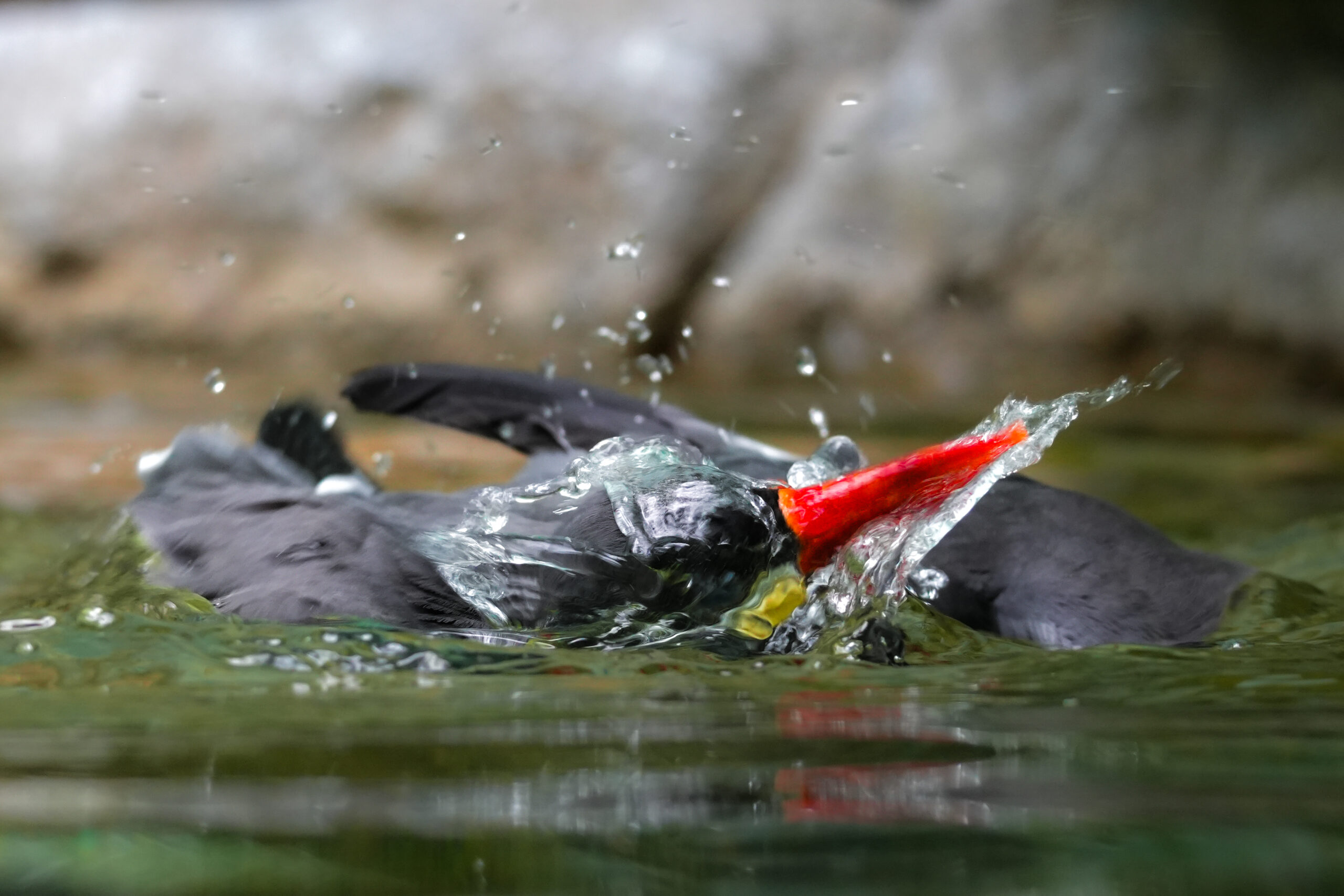 Inca Tern