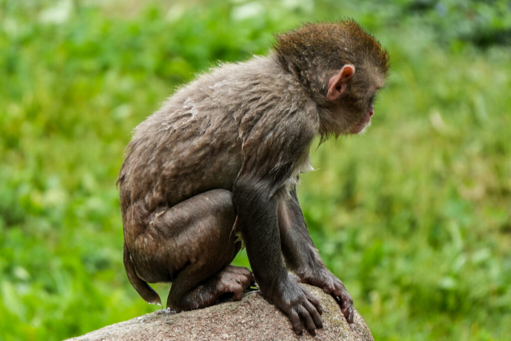 Young Macaque I.