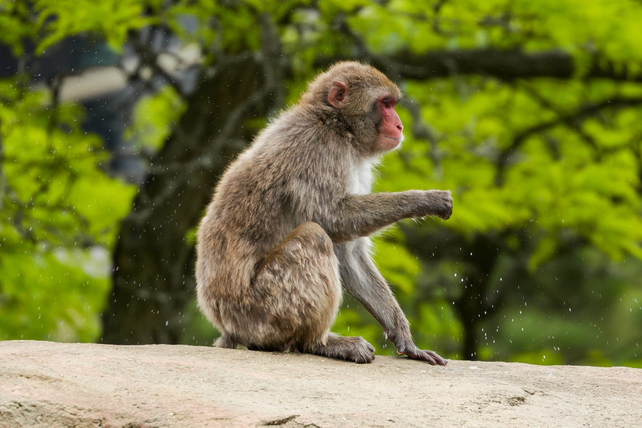 Macaque