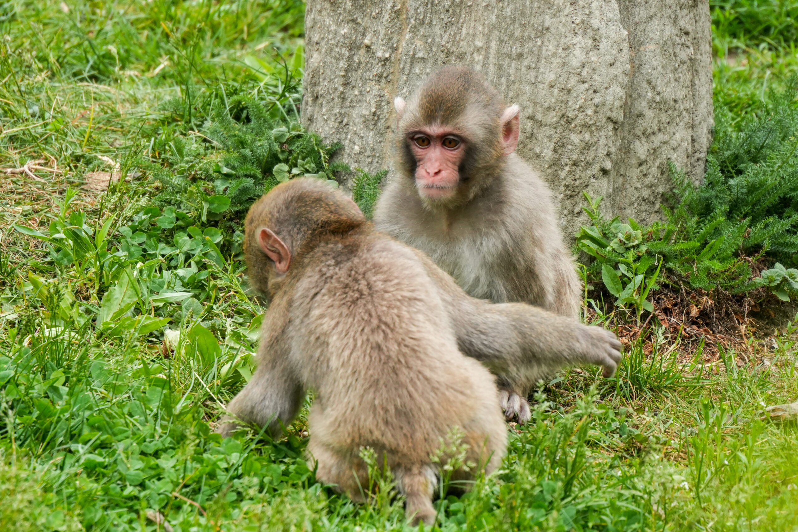 Macaque
