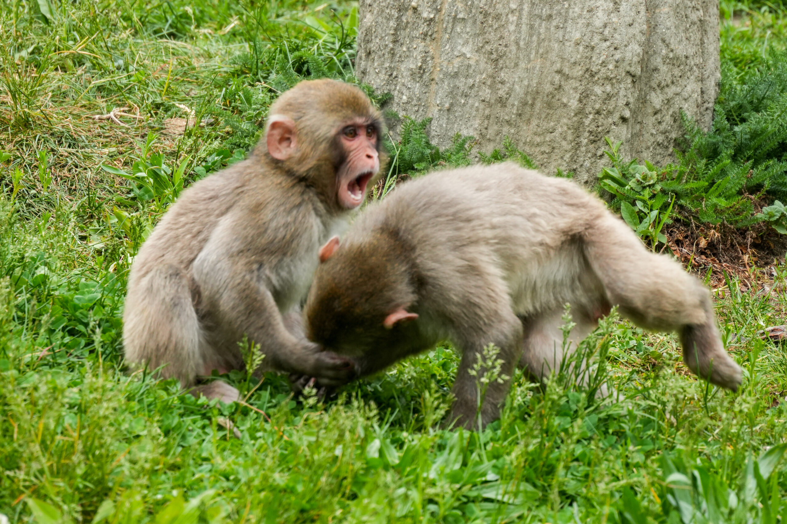 Macaque
