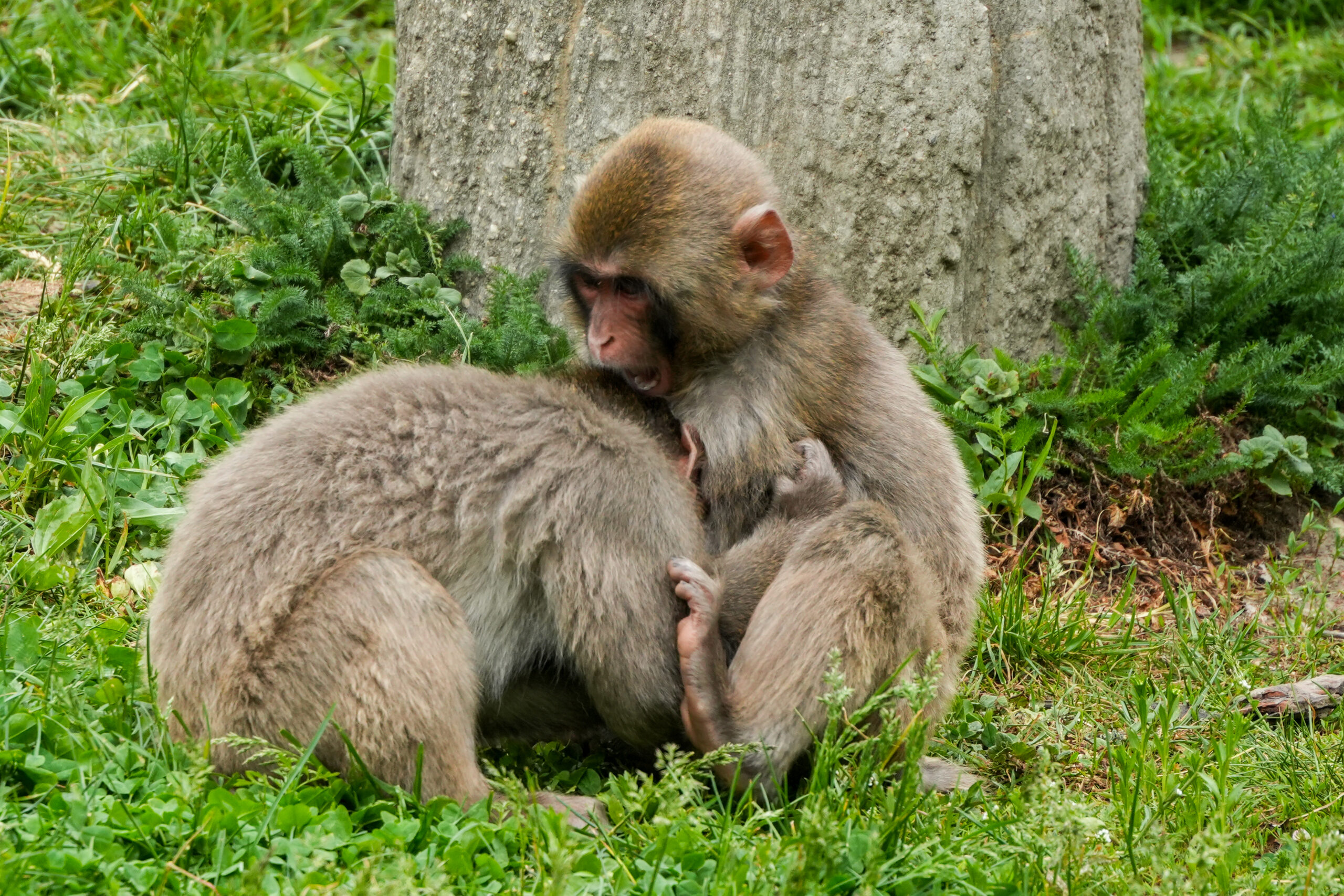 Macaque