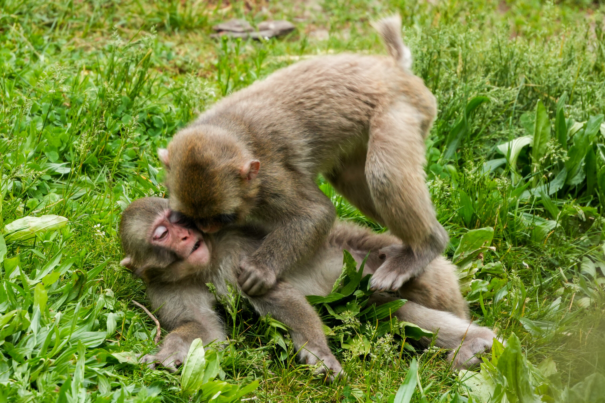 Macaques