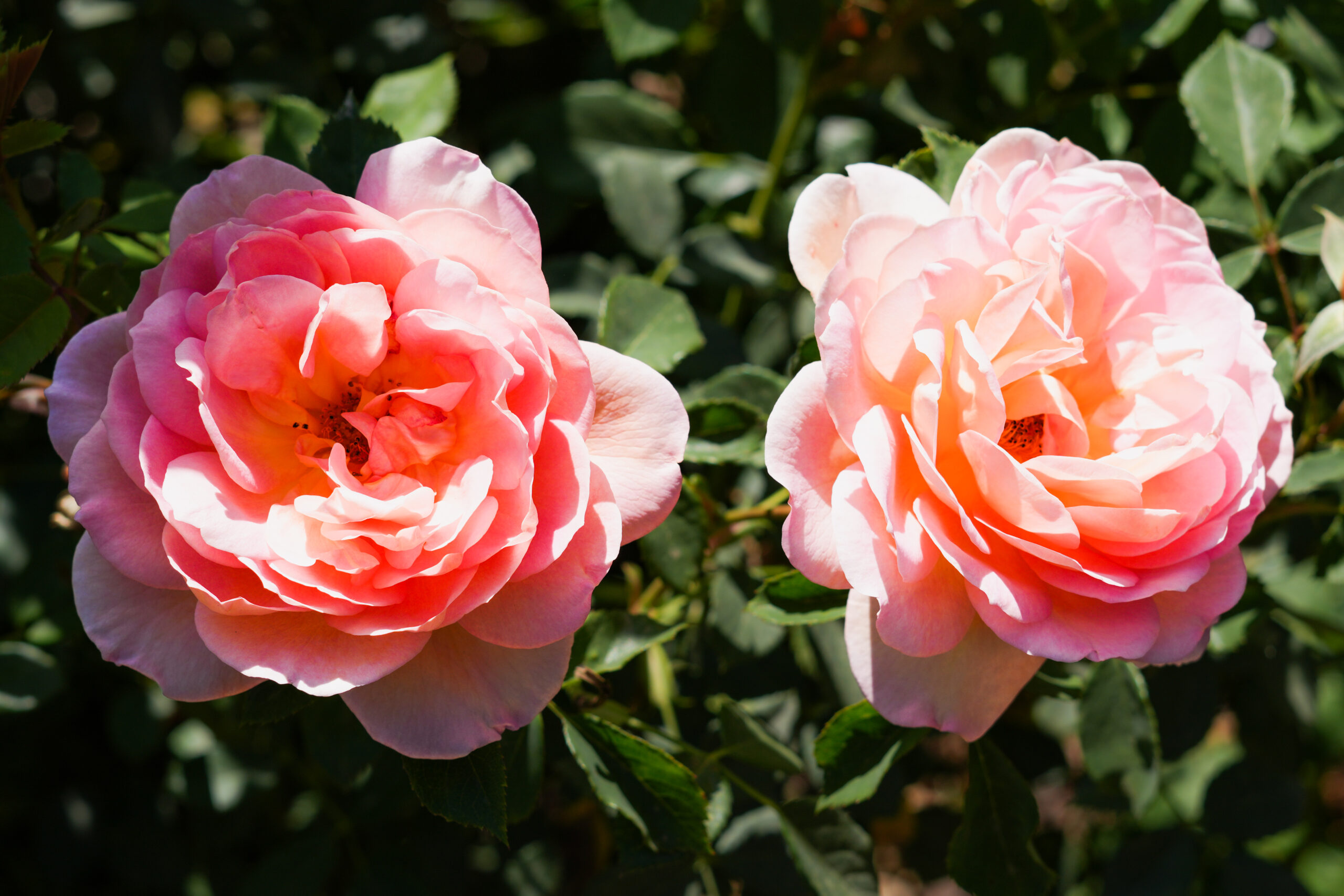 Roses IV.