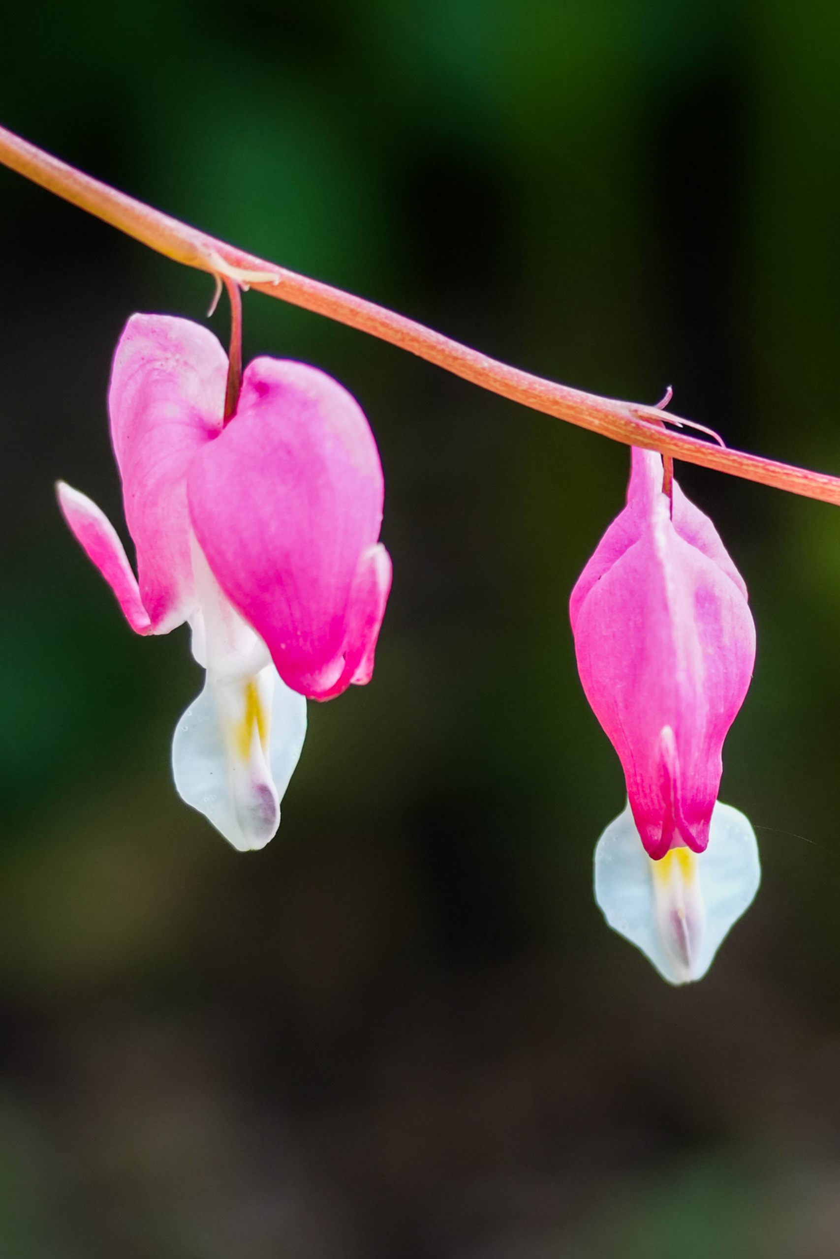 Hearts Vertical