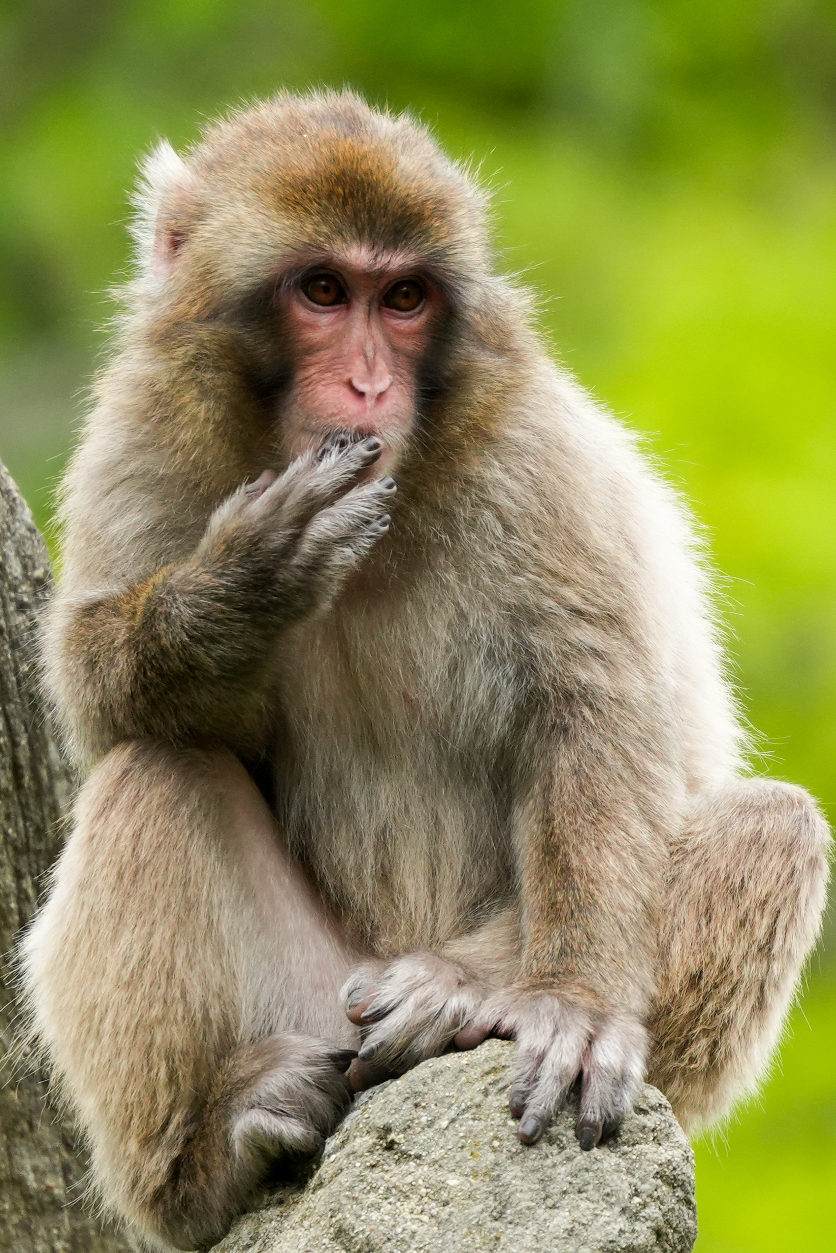 Macaque Vertical