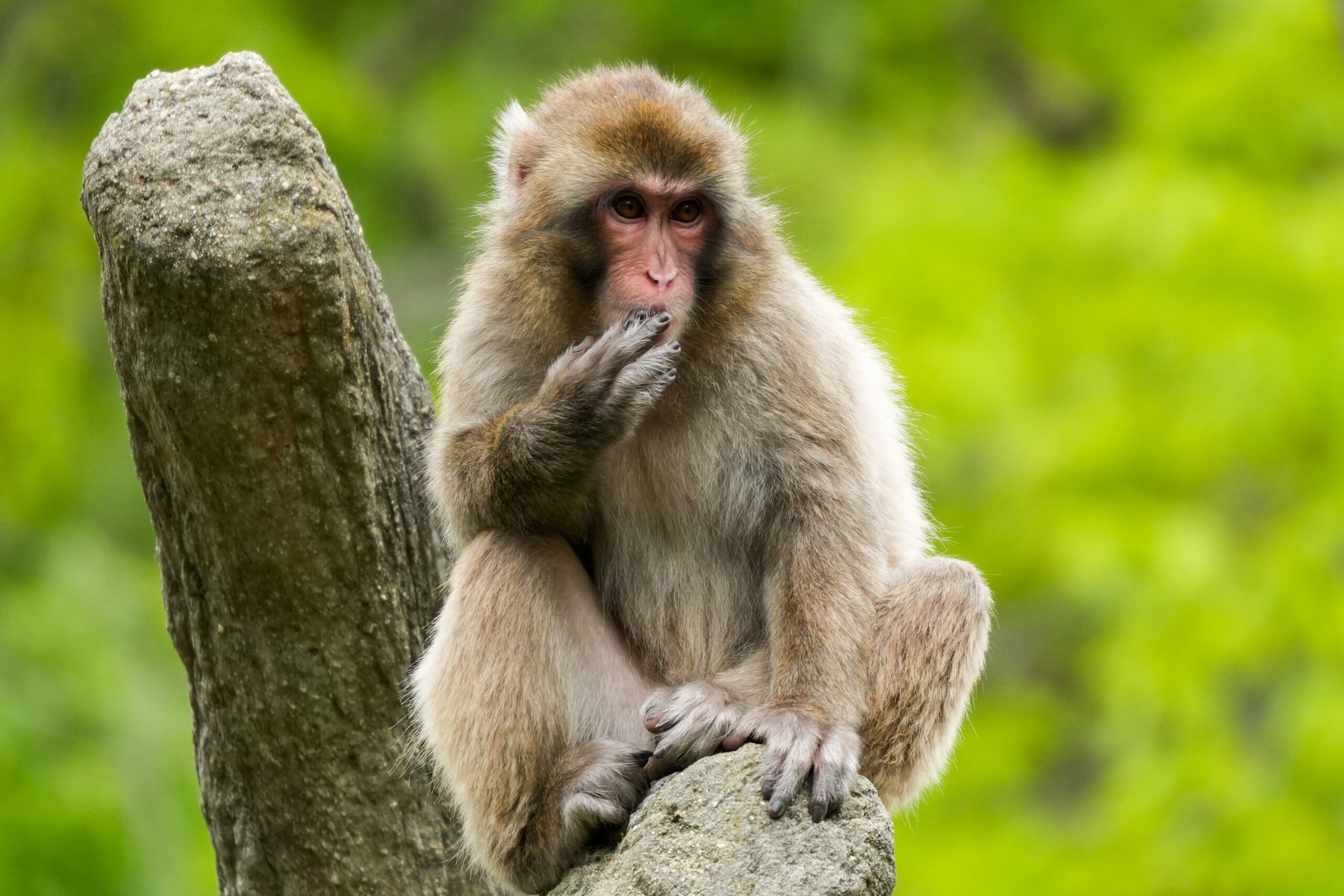 Macaques-10