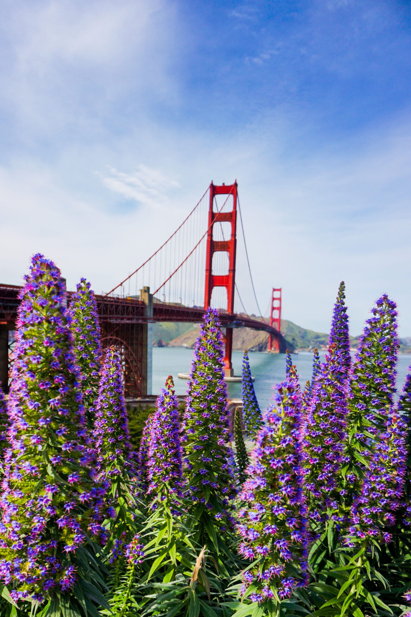 Madeiras and Golden Gate