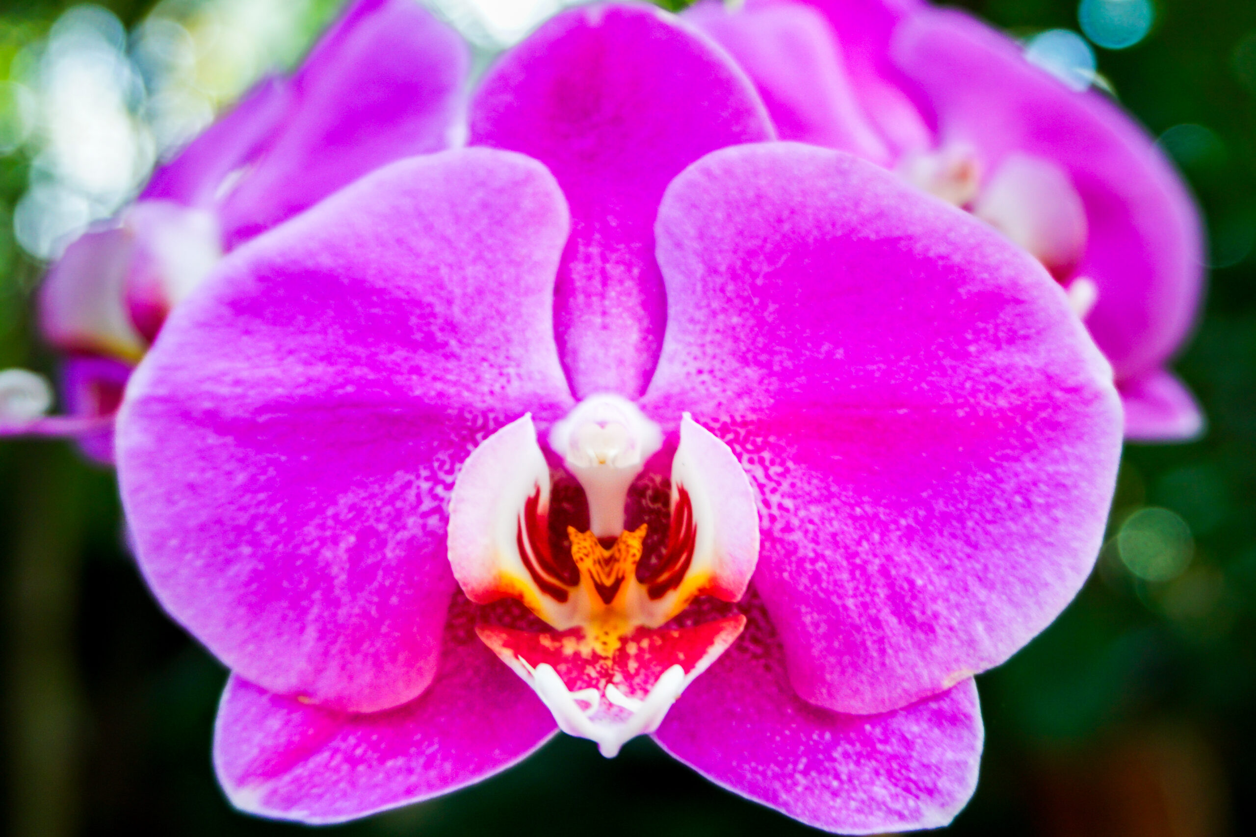 Moth Orchid II.