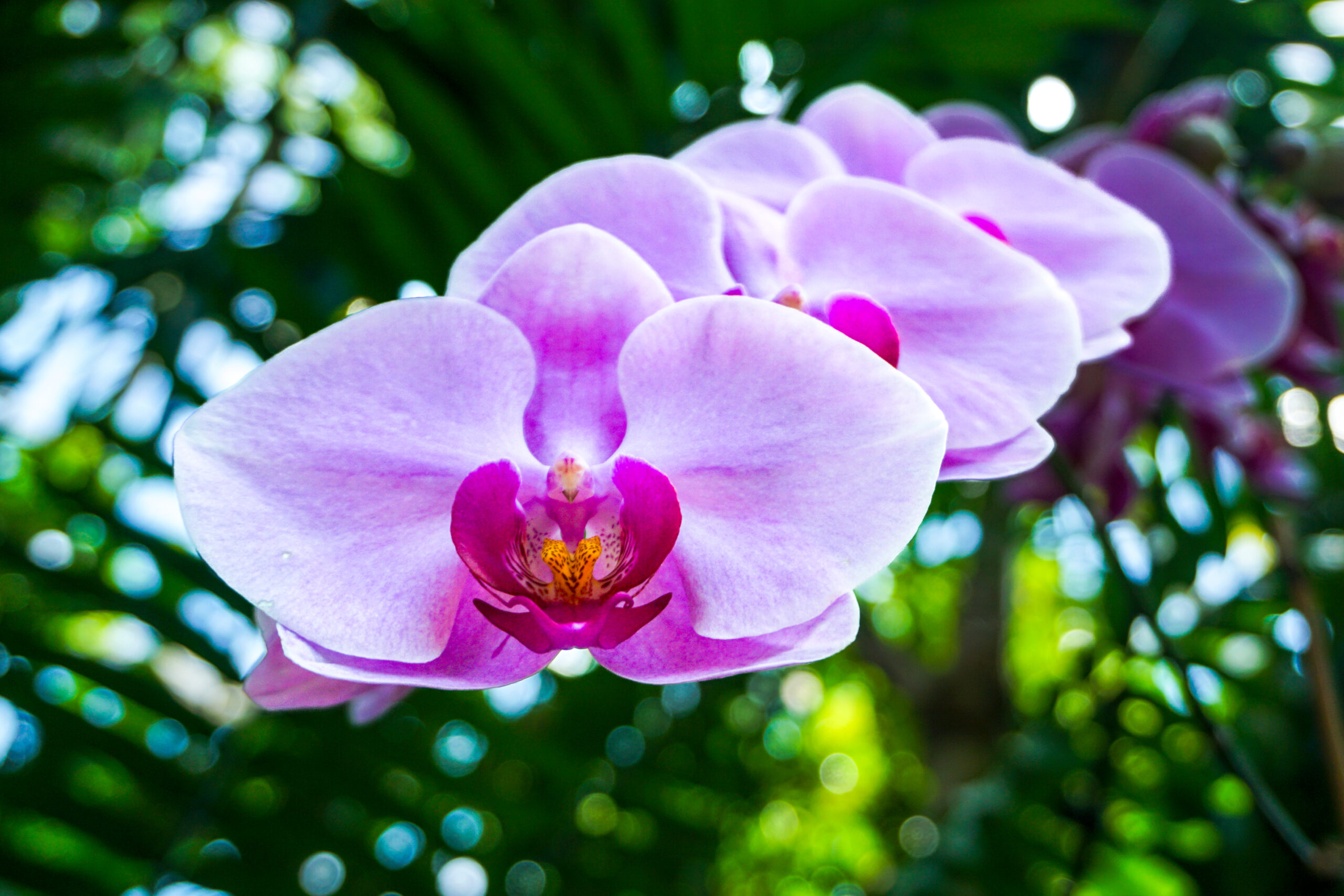 Moth Orchid I.