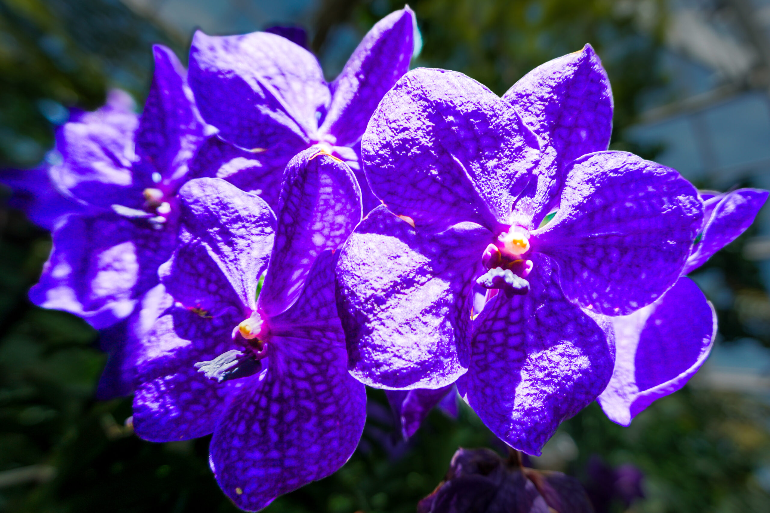 Vanda Orchid I.