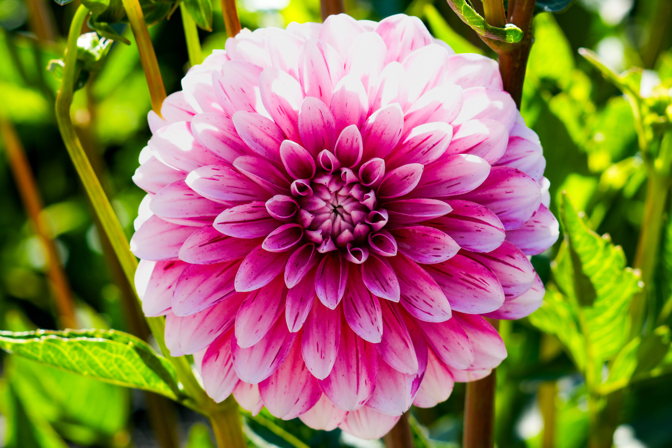 Pink Dahlia II.