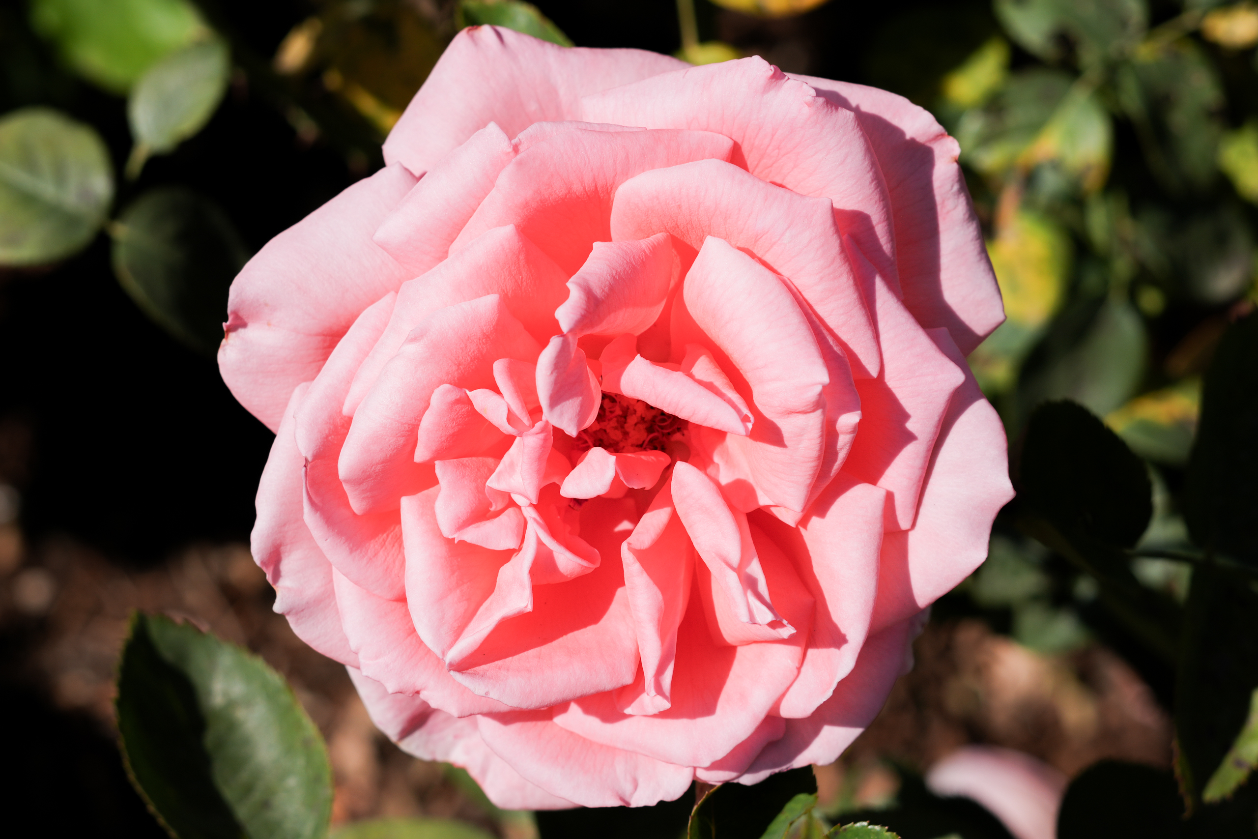 Roses III.