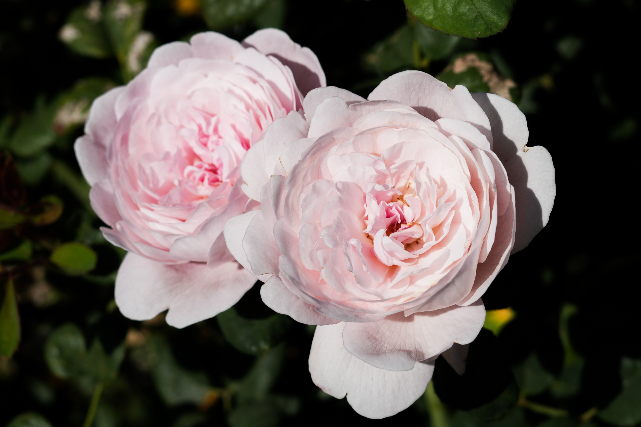 Roses II.