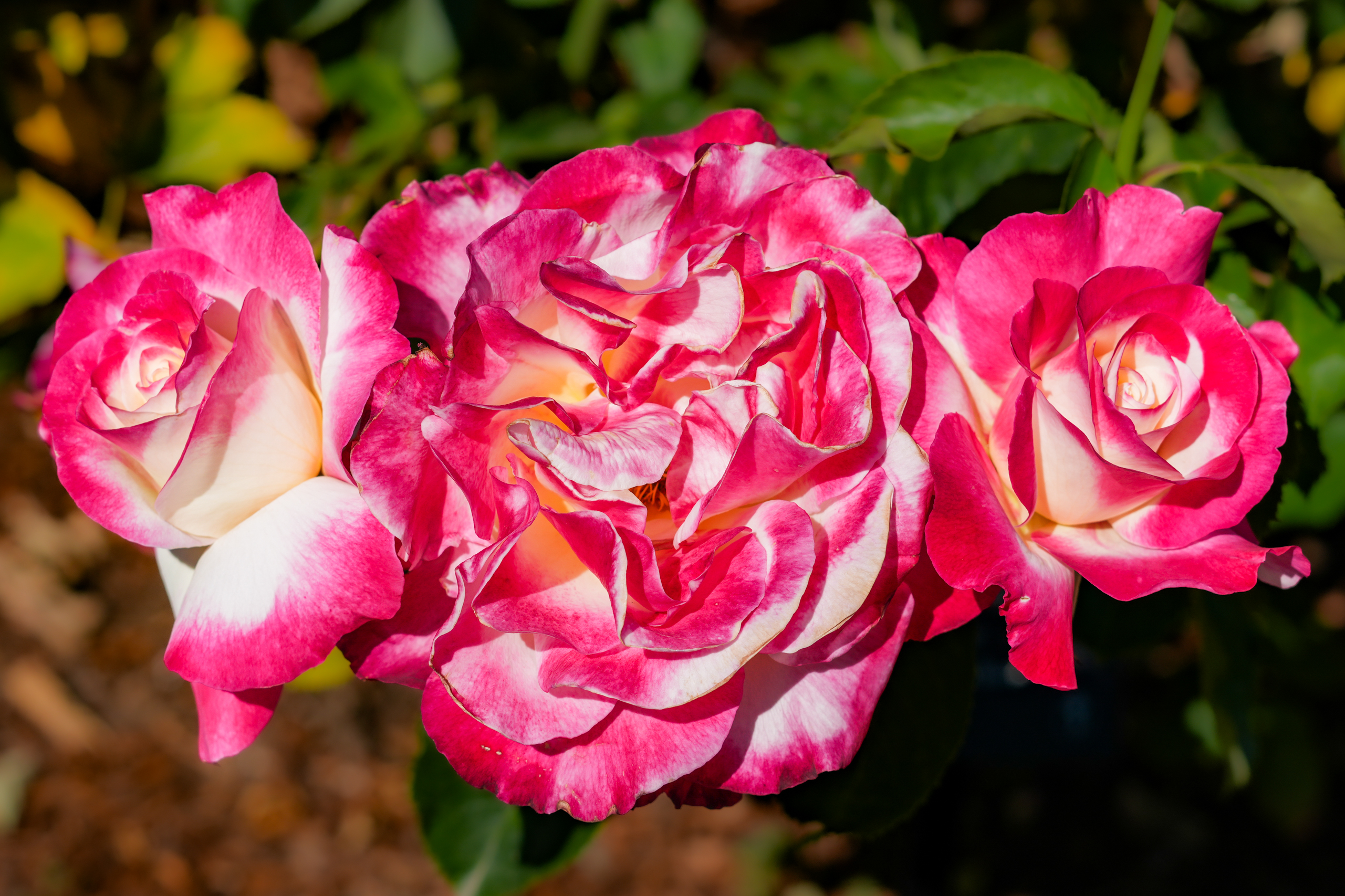 Roses I.
