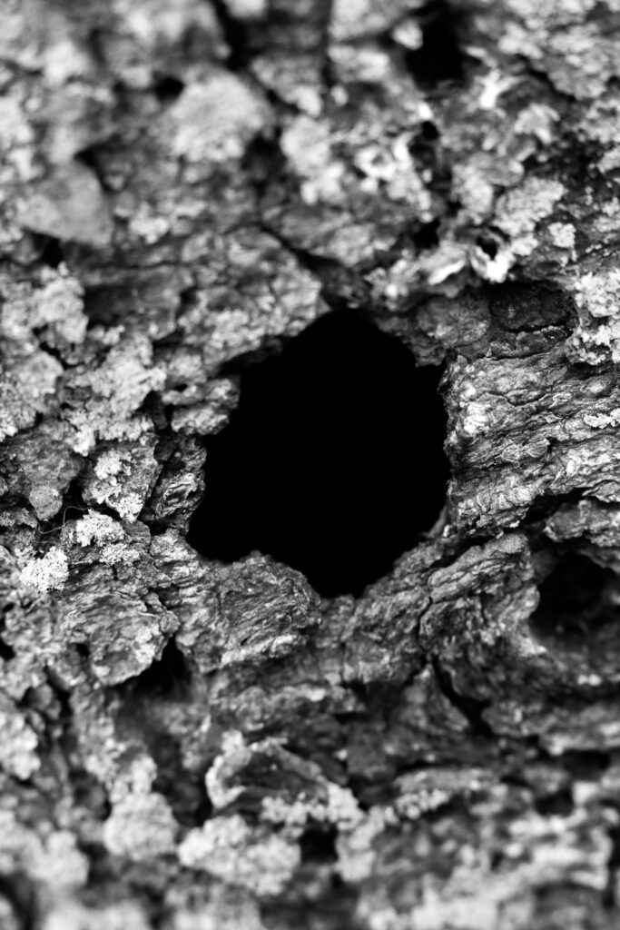 Web Sliders BW-12