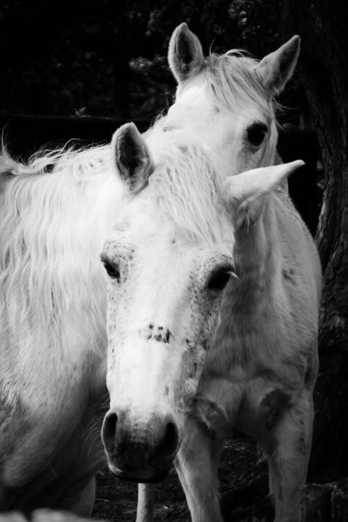 Web Sliders BW-4